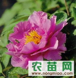 優(yōu)質(zhì)牡丹供應(yīng)指南 廠商、指導(dǎo)價(jià)與選購(gòu)策略