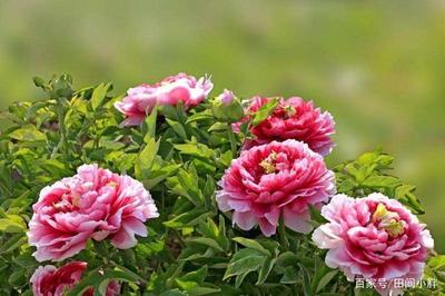 國(guó)色天香 牡丹與芍藥的華美競(jìng)放